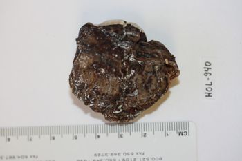 Media type: image;   Invertebrate Zoology HOL-940 Description: Preserved specimen.;